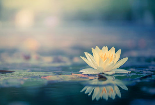 symbole fleur de lotus