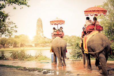 Tourisme des éléphants en Thaïlande, tout savoir sur l'exploitation et comment ne pas y prendre part