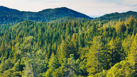 Lithothérapie et reconnexion à la nature : l'alliance magique de votre été