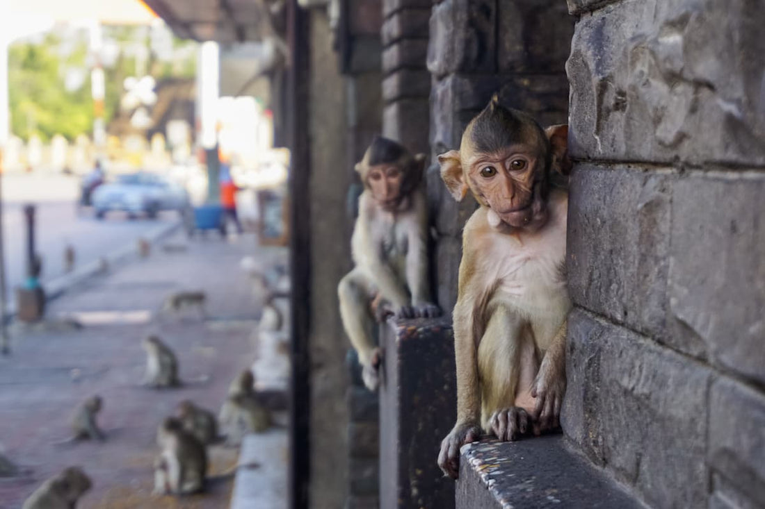 singes lopburi