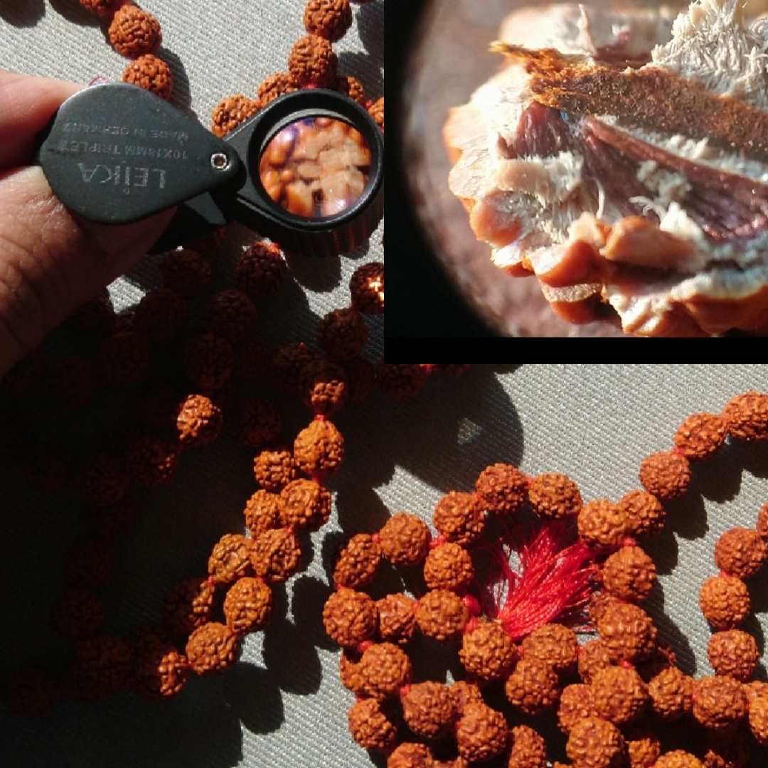 Collier Mala Rudraksha